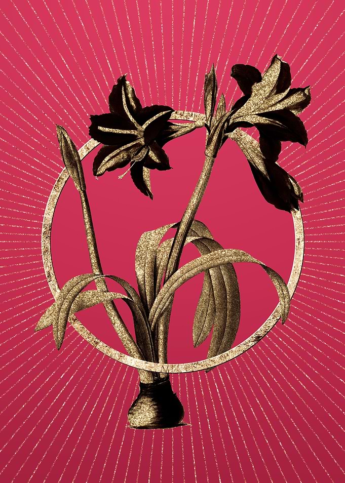 Gold Brazilian Amaryllis
