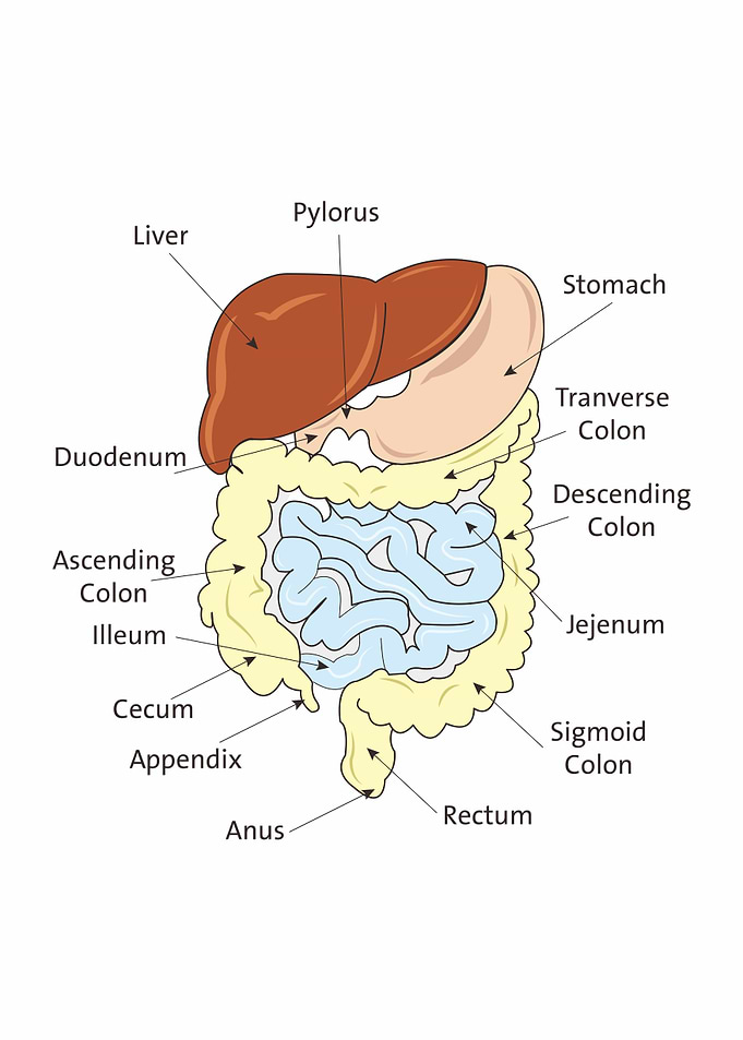 Digestive anatomy