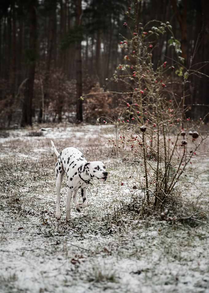 Dalmatian dog is running