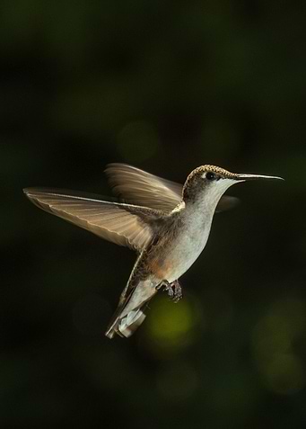 Flight of a hummingbird