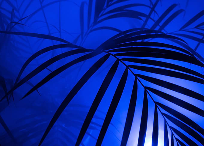 palm tree night