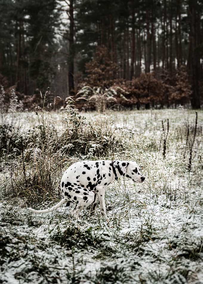 Dalmatian dog is pooping
