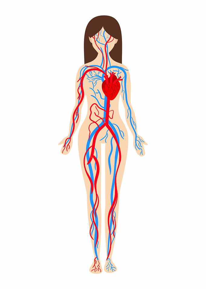 Women Anatomy
