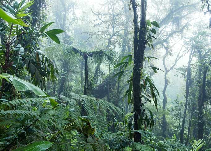 Green forest in the mist