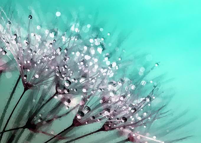 dandelion
