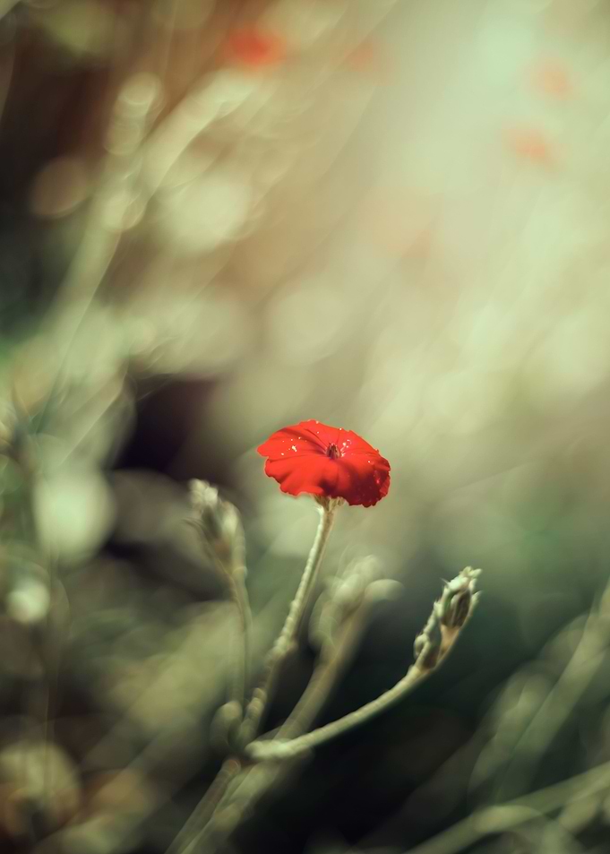 Red summer garden, macro