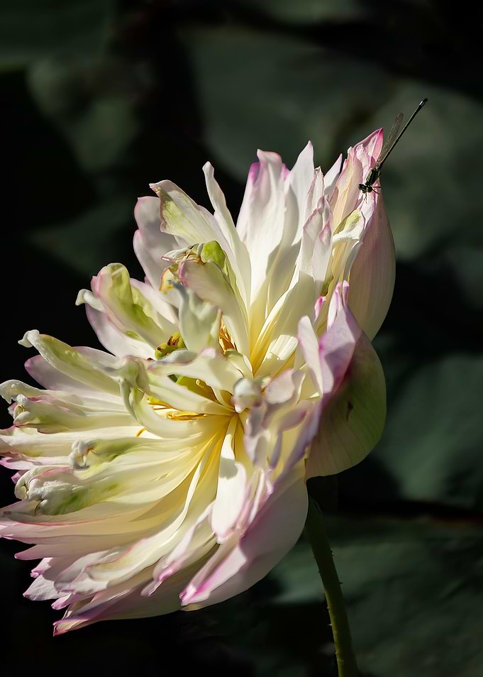 Heavy petal lotus