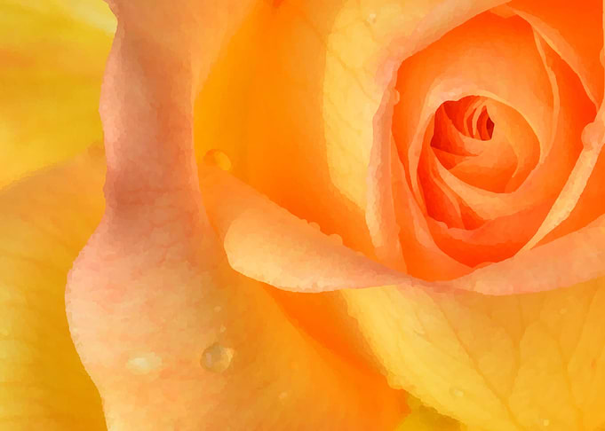 orange rose
