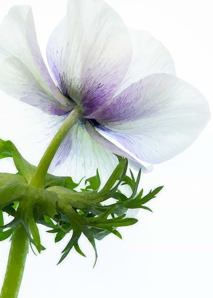 isolated flower