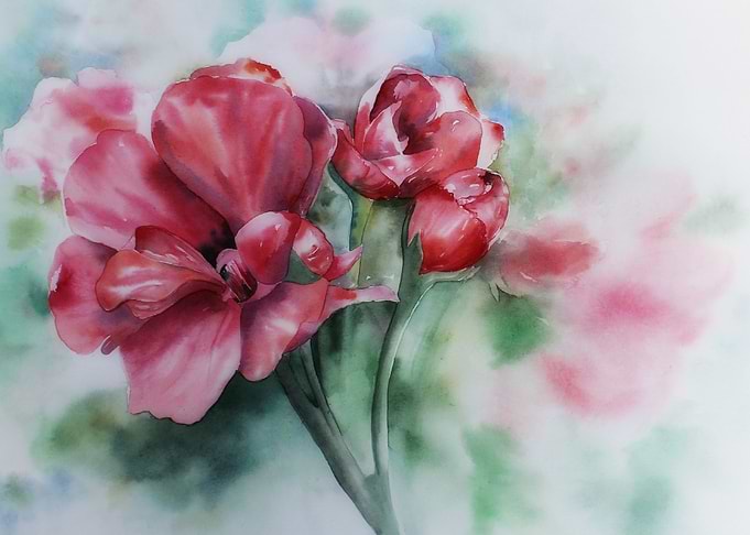 geraniums