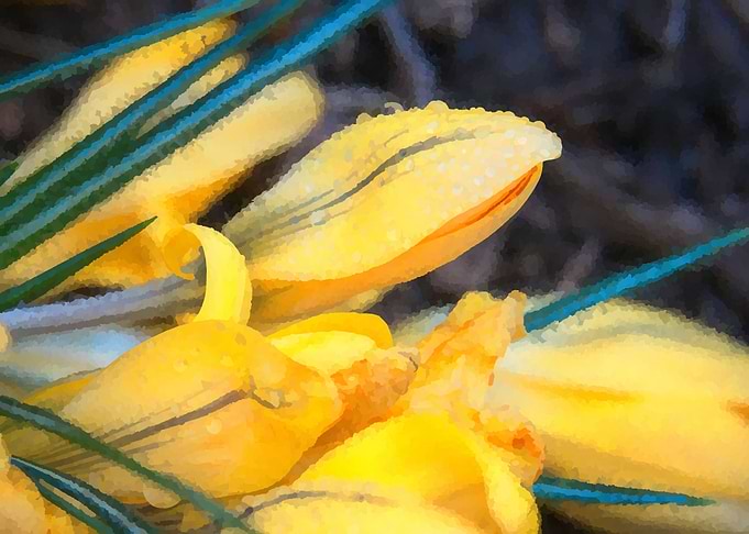 yellow flower