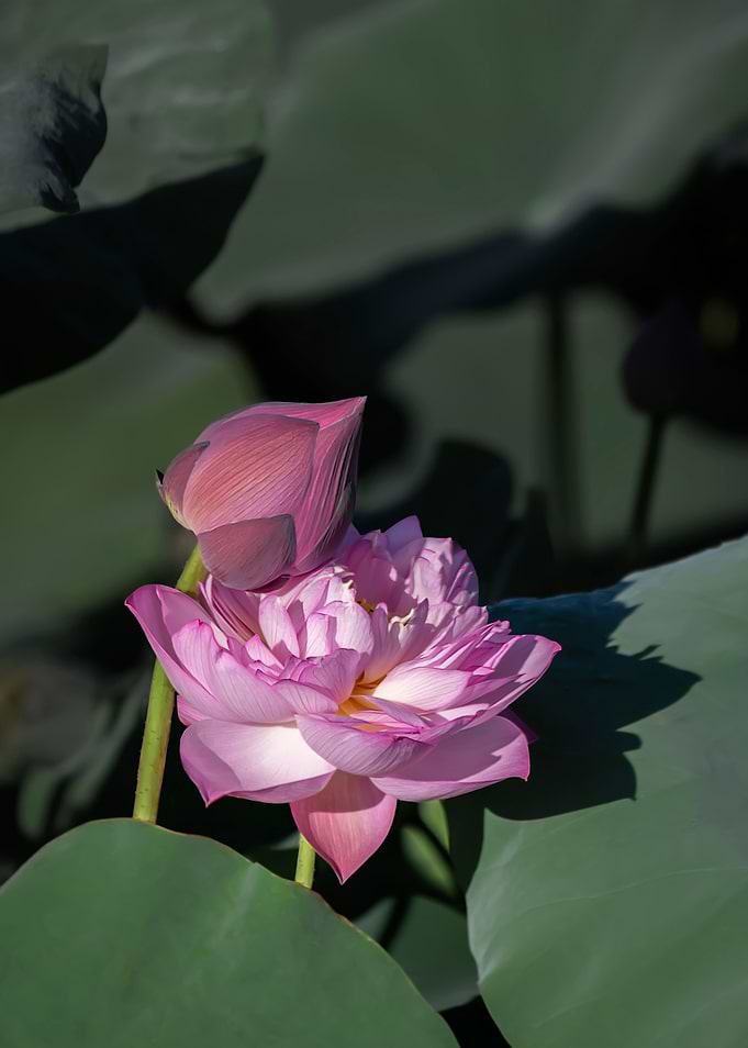 Heavy petal lotus