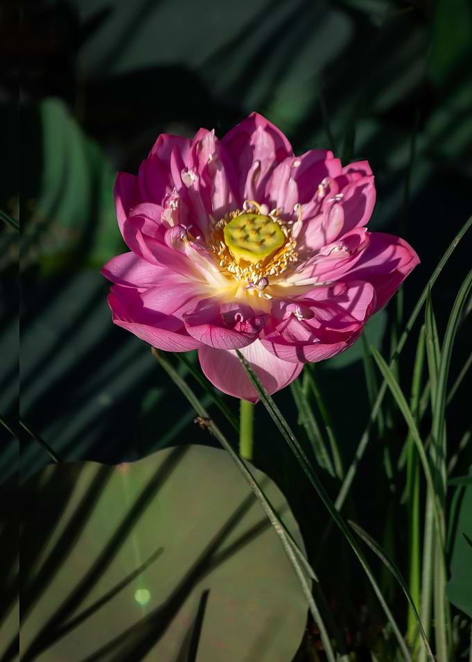 Heavy petal lotus