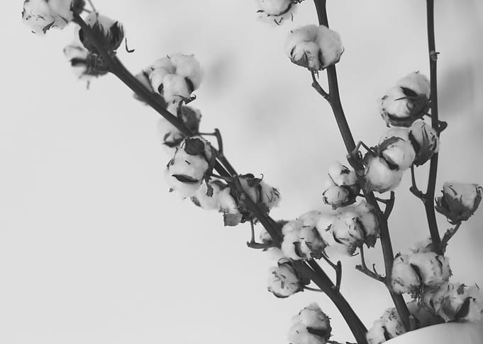 cotton flowers gray