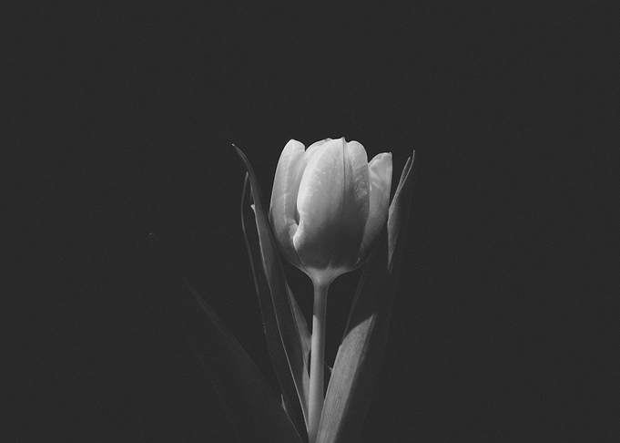 tulip gray