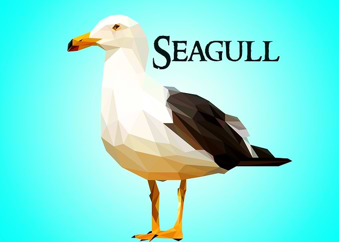 seagull