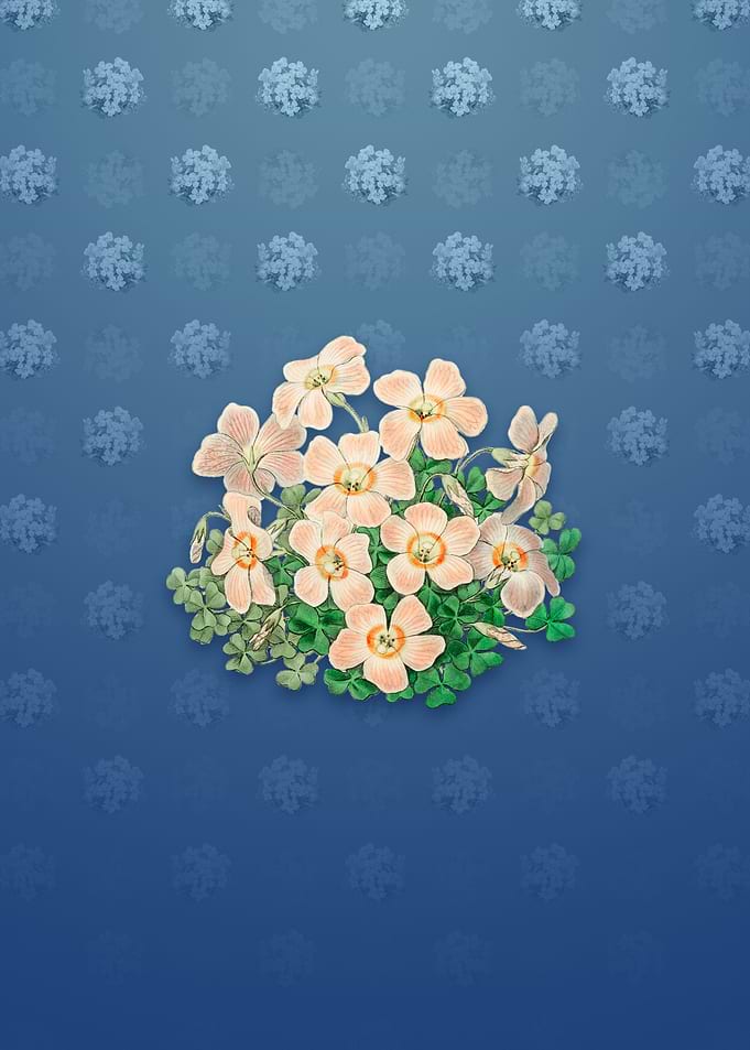 Piottas Oxalis Flower