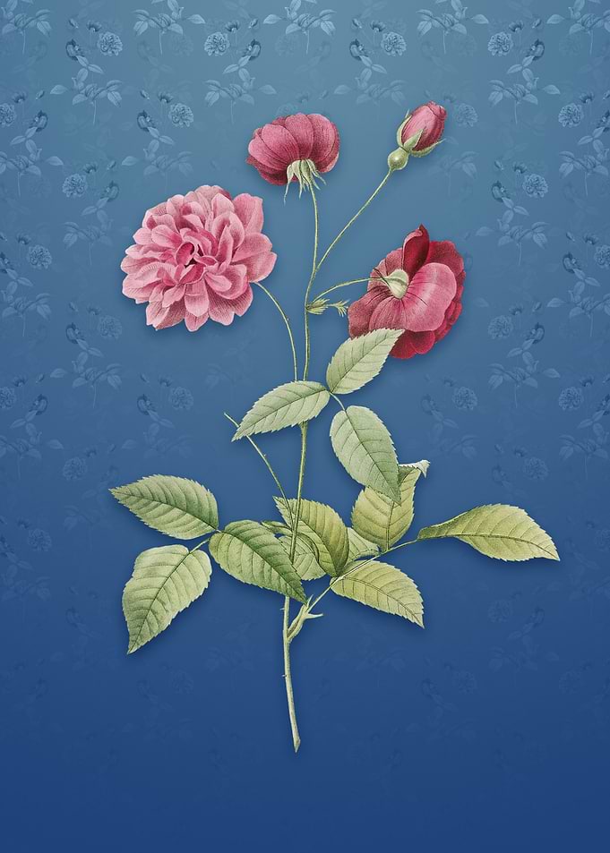 China Rose on Bahama Blue