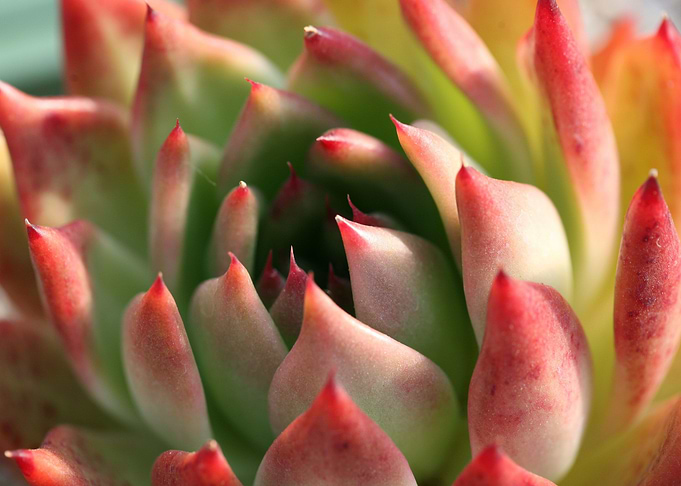 succulent orange
