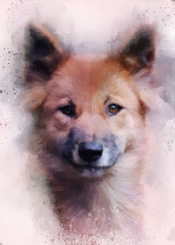 Dog Portrait