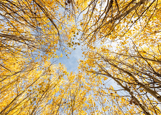 Looking Through the Aspens