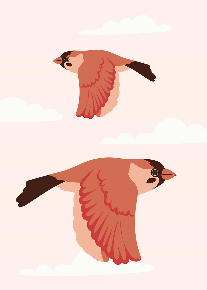 Birds Flying on the Sky