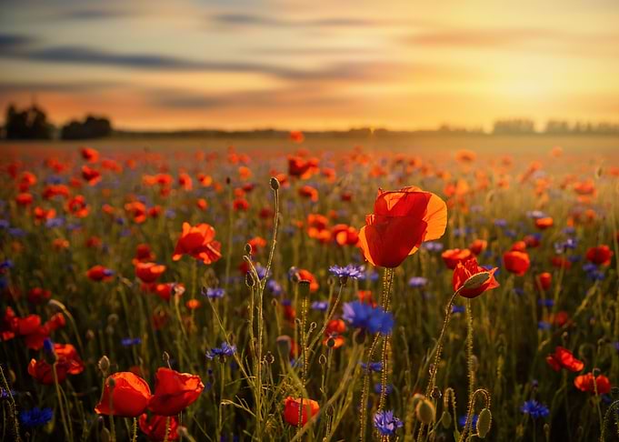 Red field poppy in meadow