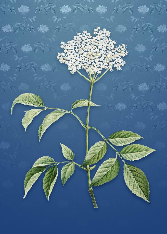 Vintage Elderflower Tree