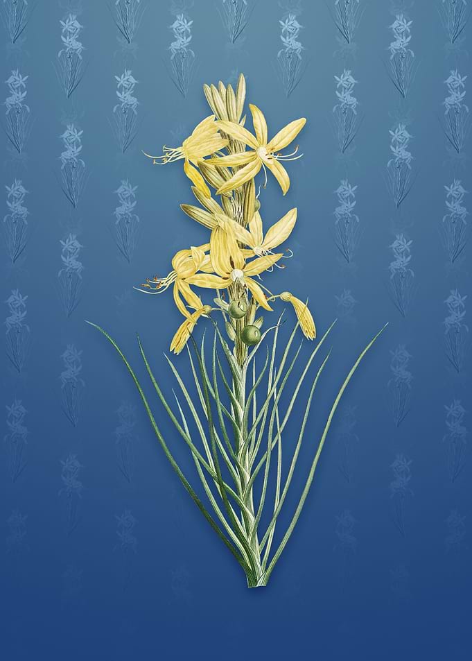 Vintage Yellow Asphodel
