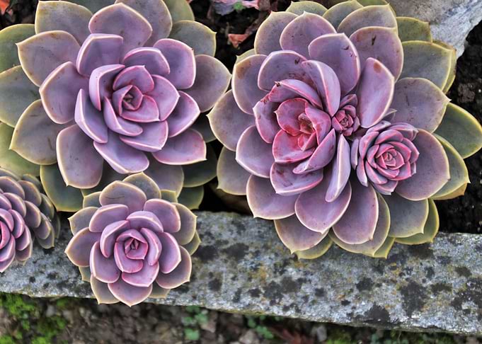 3 succulents