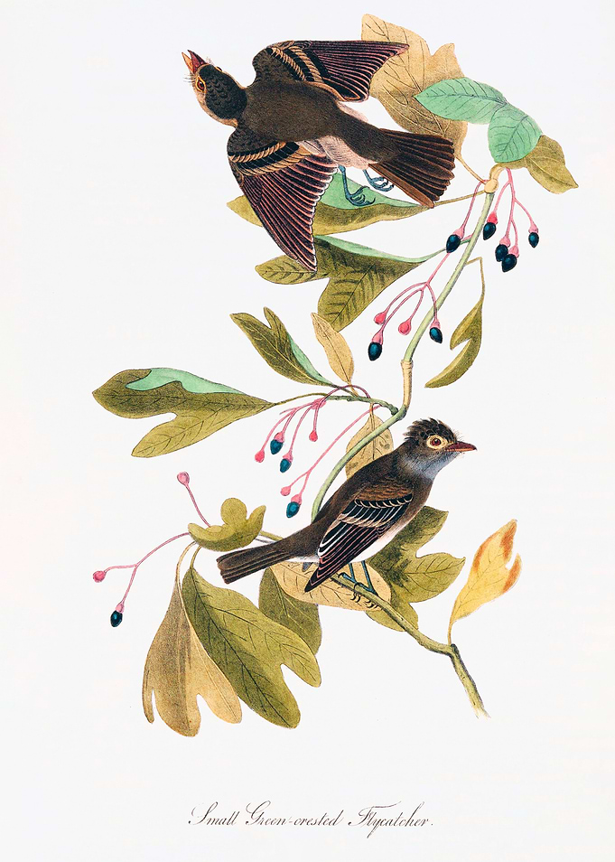 The Birds of America