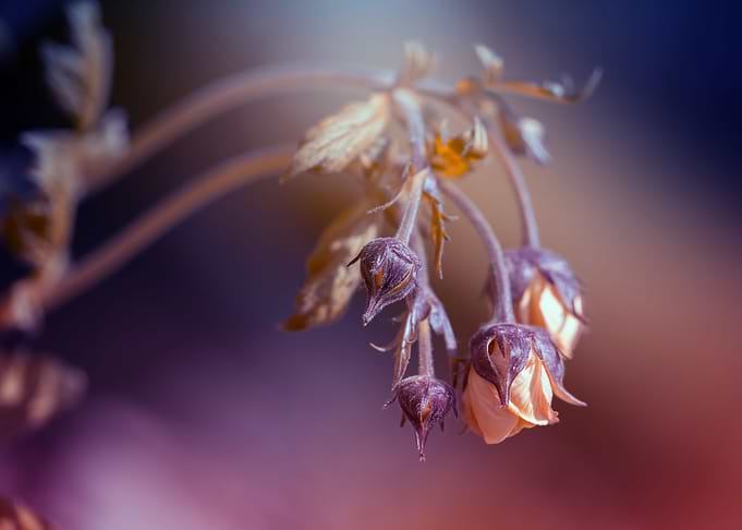 Spring orange flower
