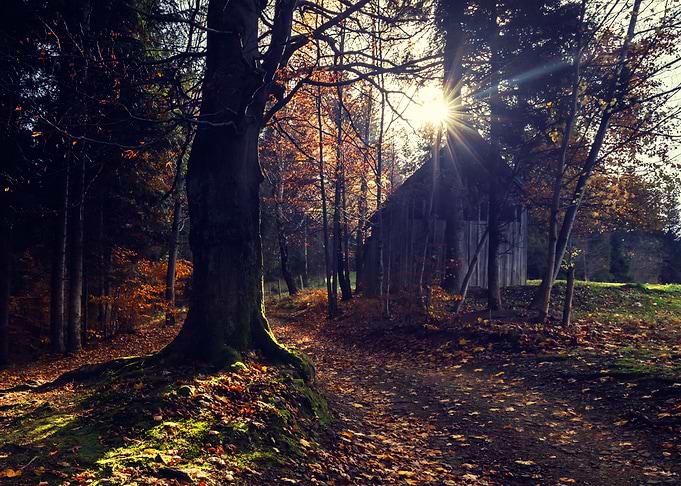 Autumn forest, sunlight