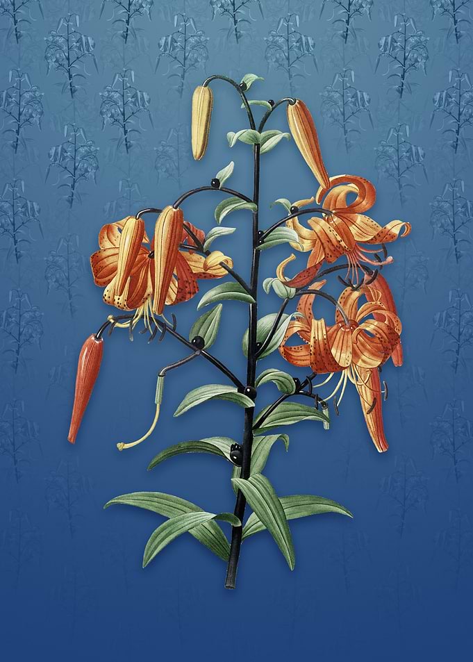 Tiger Lily on Bahama Blue