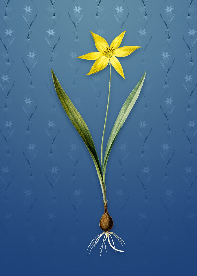 Vintage Tulipa Celsiana
