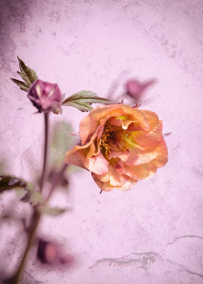 Pink flower, macro, garden