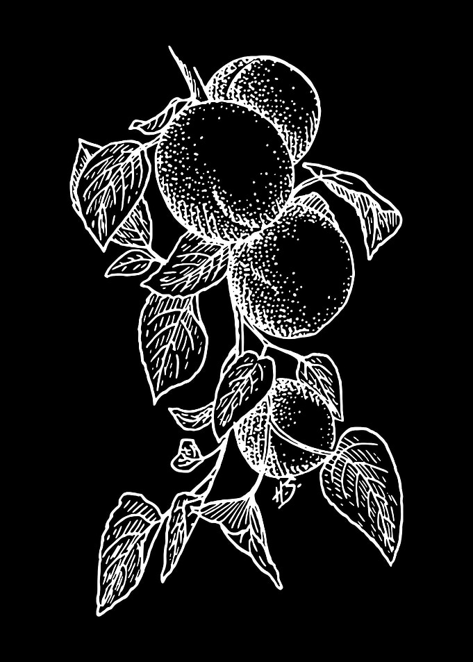 apricots