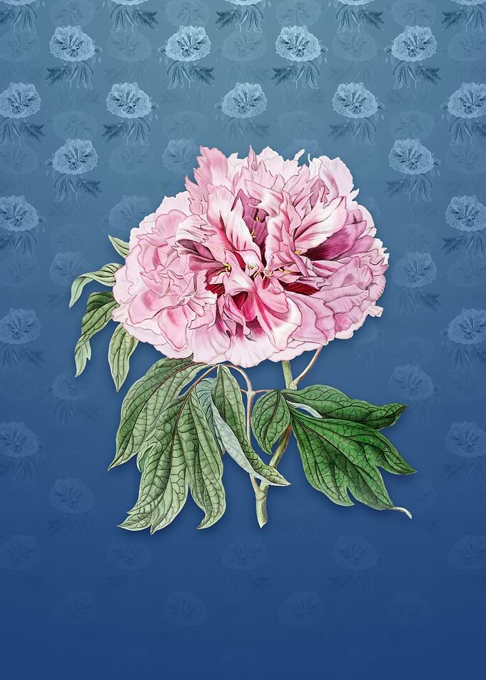 Red Curled Tree Peony