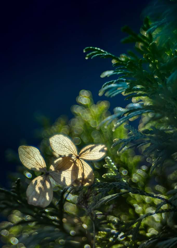 Dried hydrangea decoration