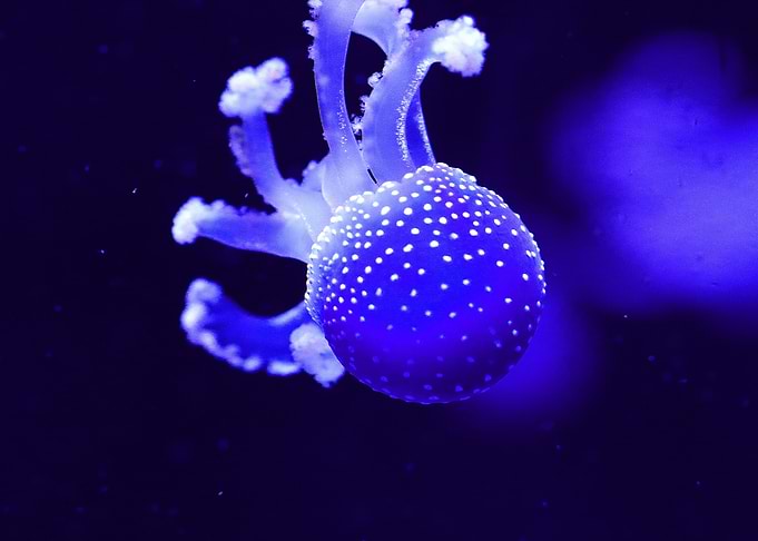 Blue Jellyfish