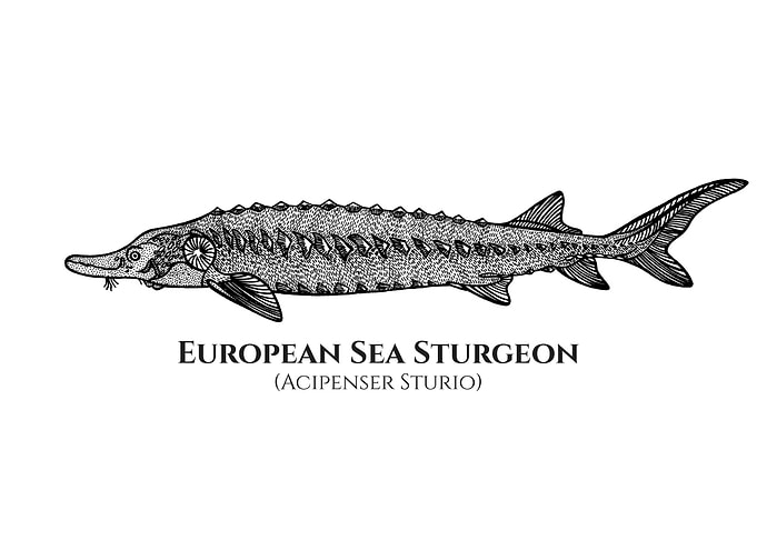 European Sea Sturgeon Art