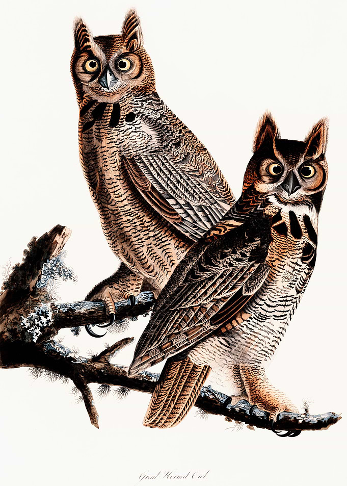 Great Horned Owl