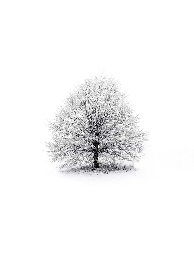 Winter snow tree