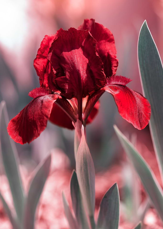 Beautiful blooming iris