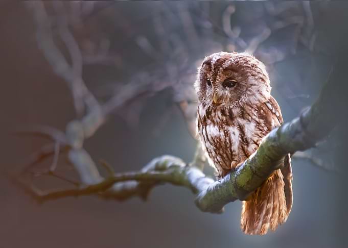 Night time Watch