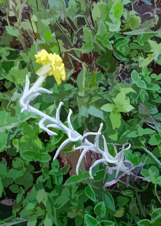 Moss Flower