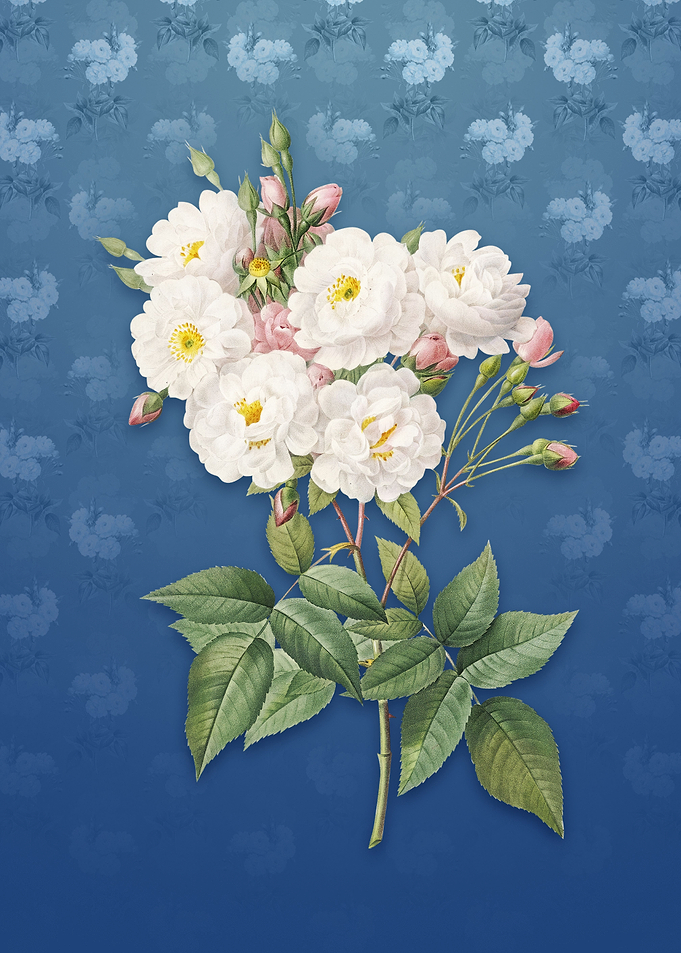 Vintage Noisette Roses