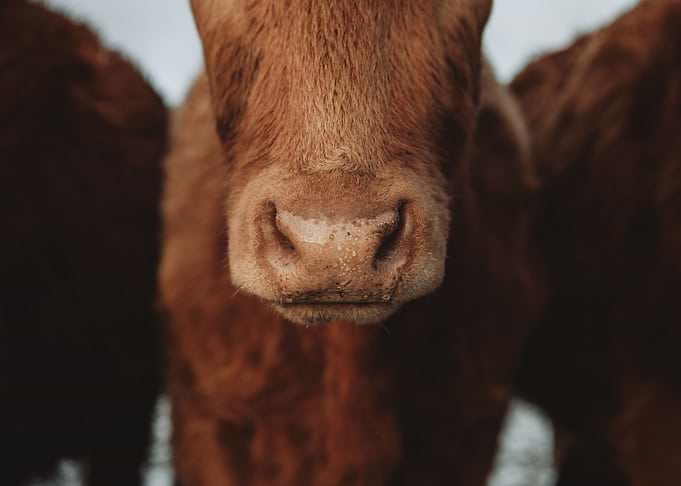 Calfs wet nose detail