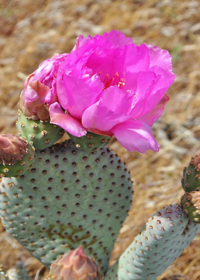 cacti with flower