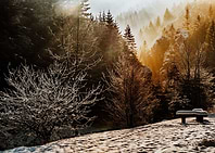 Snow Forest